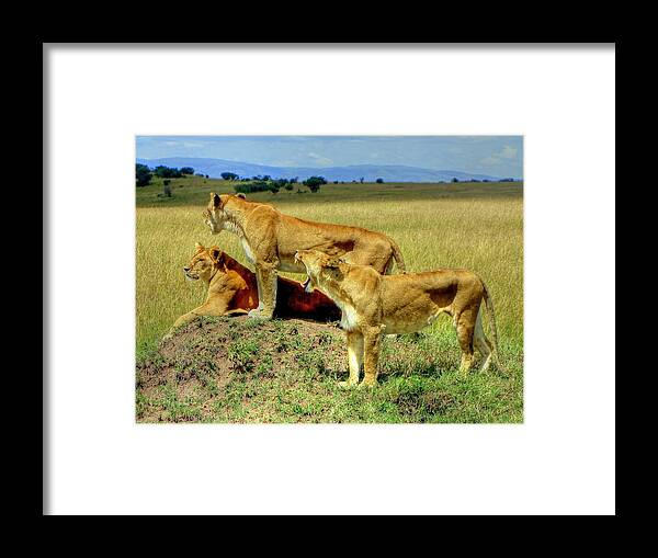 Female Framed Print featuring the photograph Masai Mara Game Reserve Kenya #2 by Paul James Bannerman