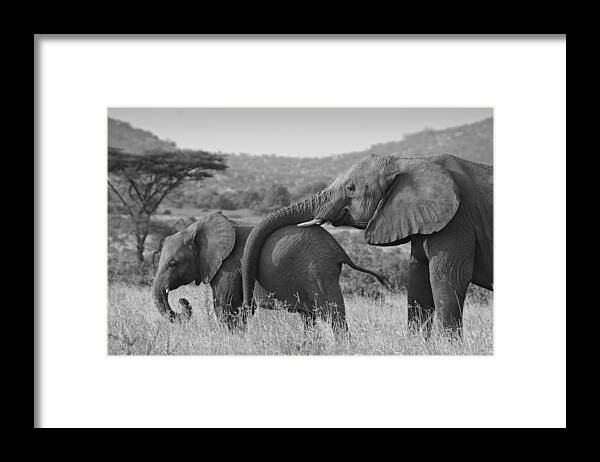 Africa Framed Print featuring the photograph Maternal Love #2 by Michele Burgess
