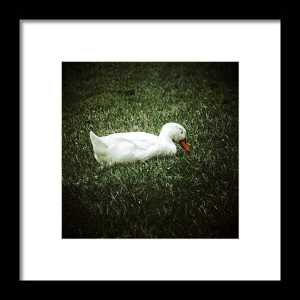 Duck Framed Print featuring the photograph May thy slumber be blessed... #2 by Natasha Marco