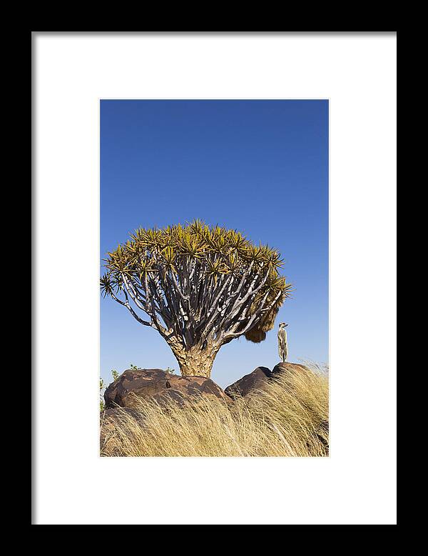 Vincent Grafhorst Framed Print featuring the photograph Meerkat In Quiver Tree Grassland #1 by Vincent Grafhorst