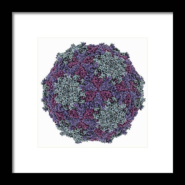 Mengovirus Framed Print featuring the photograph Mengovirus capsid, molecular model #1 by Science Photo Library