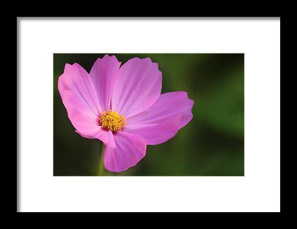 Mexican Aster Framed Print featuring the photograph Mexican Aster (cosmos Bipinnatus) #1 by Maria Mosolova/science Photo Library