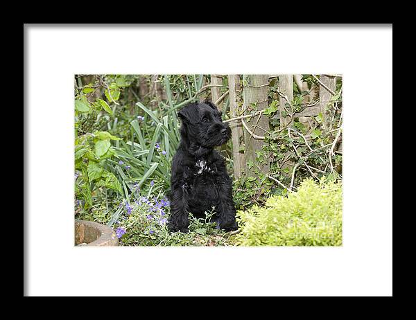 Dog Framed Print featuring the photograph Miniature Schnauzer Puppy #1 by John Daniels