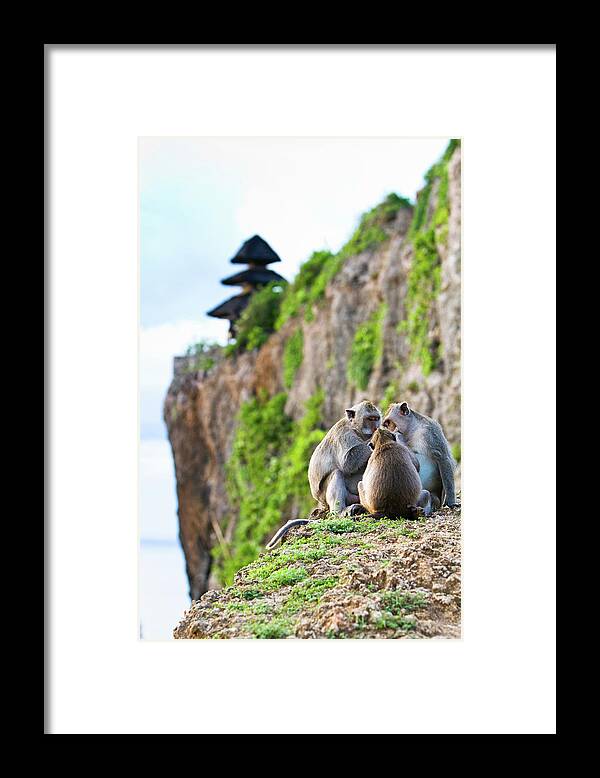 Animal Themes Framed Print featuring the photograph Monkeys At Uluwatu Temple #1 by Matthew Micah Wright