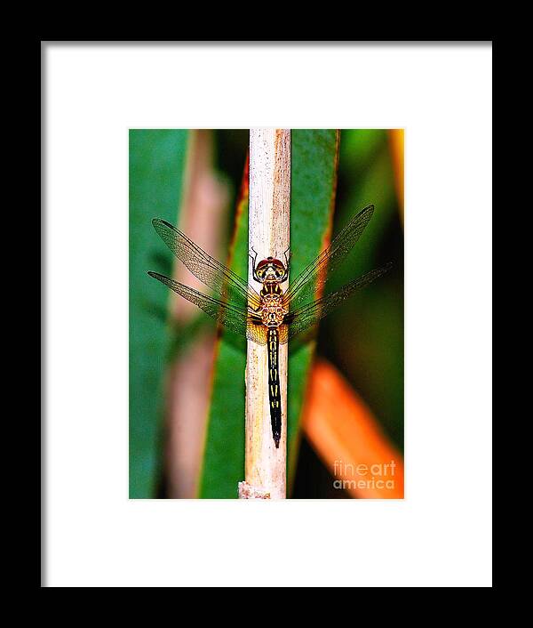 Animal Framed Print featuring the photograph Morning Dragon Fly #1 by Nick Zelinsky Jr