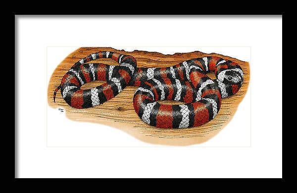 Art Framed Print featuring the photograph Mountain Kingsnake by Roger Hall