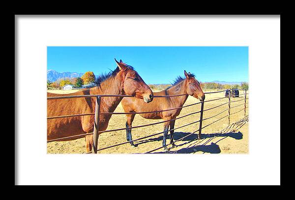 Sky Framed Print featuring the photograph Mule Talk #1 by Marilyn Diaz