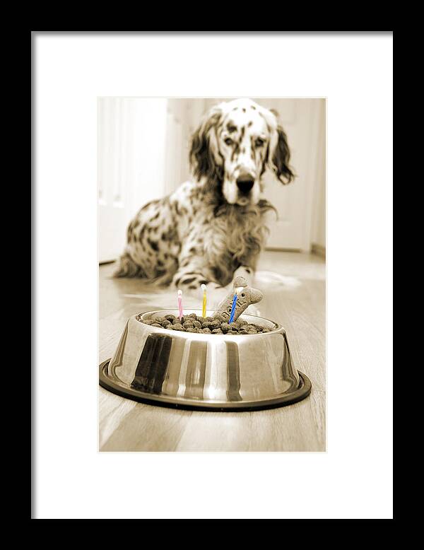 Dog Framed Print featuring the photograph My best friend's birthday #1 by Alexey Stiop
