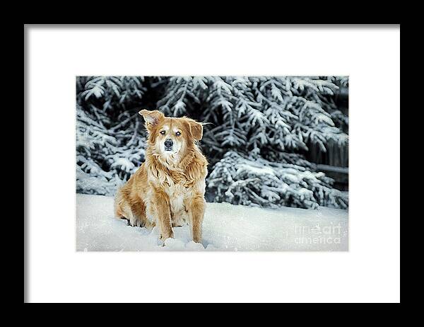 Snow Covered Framed Print featuring the photograph My Girl #1 by Darren Fisher