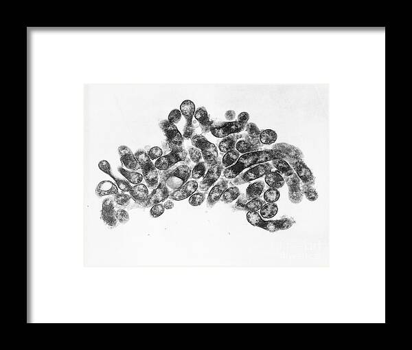 Bacterial Framed Print featuring the photograph Mycoplasma Bacteria, Tem #1 by David M. Phillips