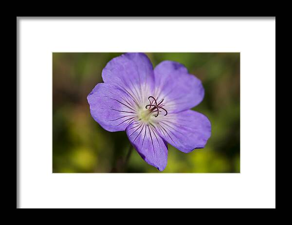 Purple Flower Framed Print featuring the photograph Nature's Pinwheel by Dan Hefle