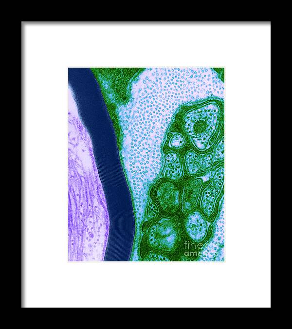 Microscopy Framed Print featuring the photograph Nerve Cell, Tem #1 by David M. Phillips