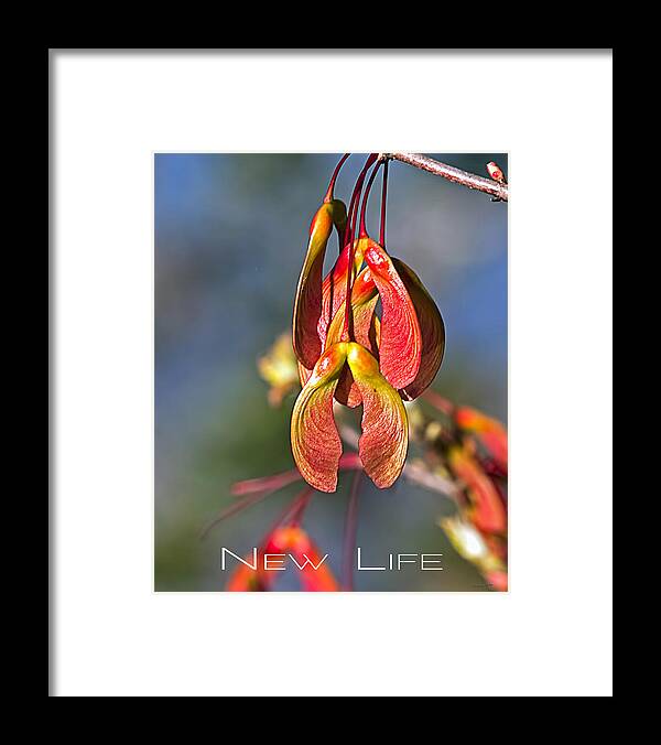 Framed Print featuring the photograph New Life #1 by Jim Lucas