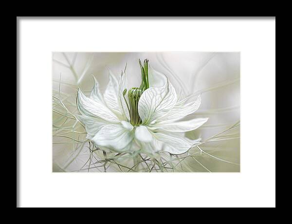 Flower Framed Print featuring the photograph Nigella #1 by Mandy Disher