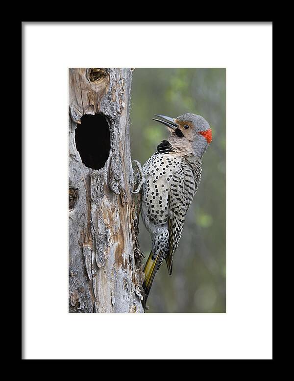 Michael Quinton Framed Print featuring the photograph Northern Flicker At Nest Cavity Alaska #1 by Michael Quinton