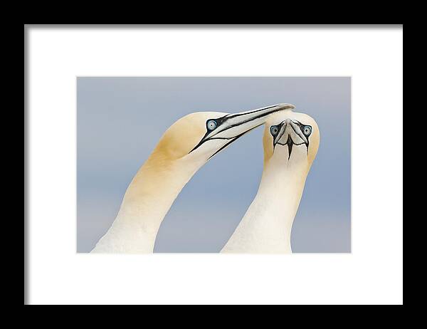Nis Framed Print featuring the photograph Northern Gannets Greeting Saltee Island by Bart Breet