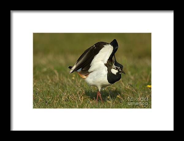 Northern Lapwing Framed Print featuring the photograph Northern Lapwing #1 by Helmut Pieper