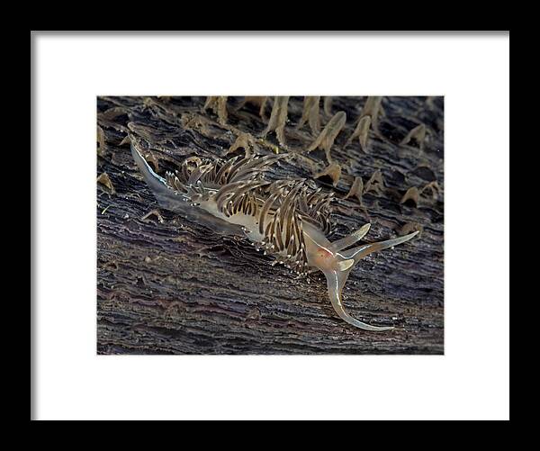 Scene Framed Print featuring the photograph Nudibranch Sitting On A Pen Shell #1 by Sandra Edwards