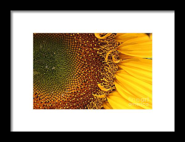 Sunflower Framed Print featuring the photograph O Sunflower by Jeanette French
