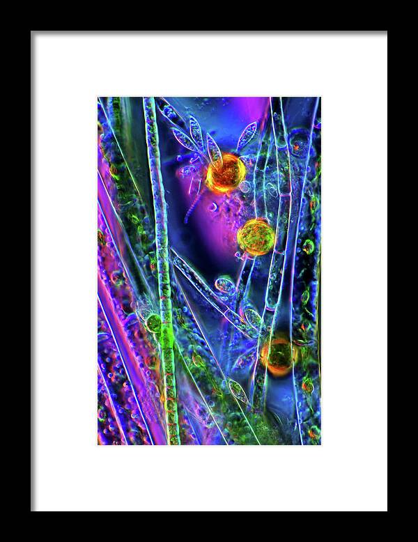 Alga Framed Print featuring the photograph Oedogonium Green Algae #1 by Marek Mis