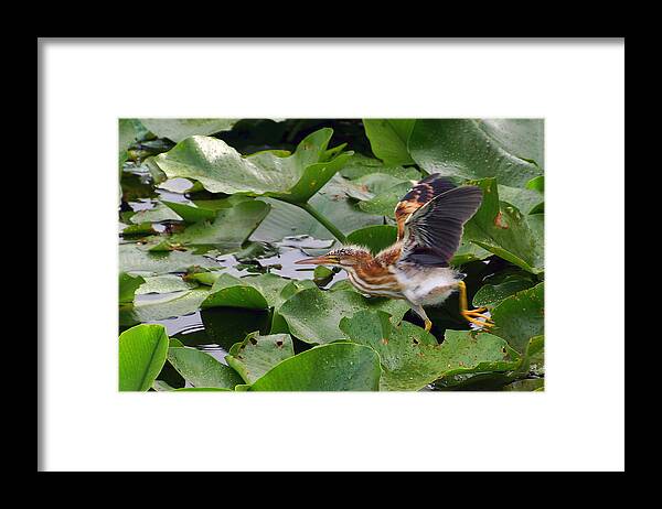 Least Bittern Framed Print featuring the photograph On the Run by Leda Robertson