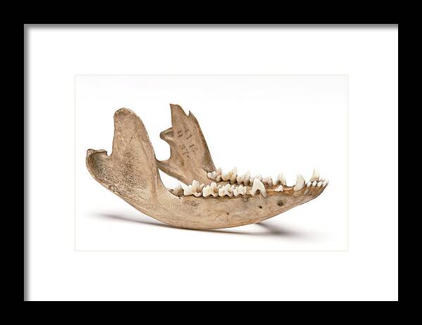 Anatomy Framed Print featuring the photograph Opossum Jawbone #1 by Ucl, Grant Museum Of Zoology
