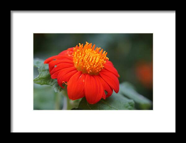 Orange Framed Print featuring the photograph Orange Flower #1 by Alan Hutchins