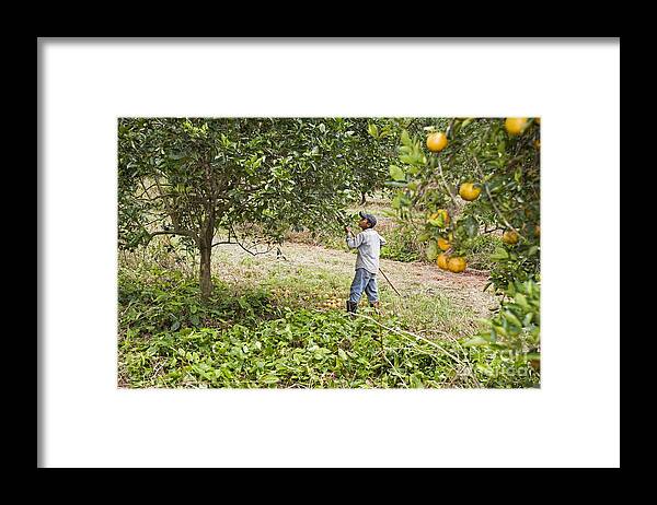 Food Framed Print featuring the photograph Orange Harvest #1 by Jim West