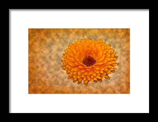 Orange Framed Print featuring the photograph Orange Zinnia #1 by Bill Barber