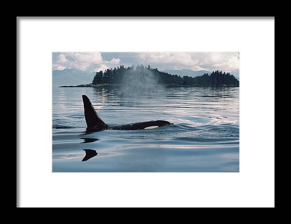 Feb0514 Framed Print featuring the photograph Orca Surfacing Johnstone Strait Bc #1 by Flip Nicklin