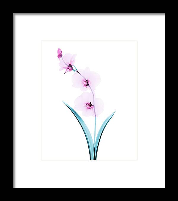 Flower Framed Print featuring the photograph Orchid Flowers #1 by Brendan Fitzpatrick