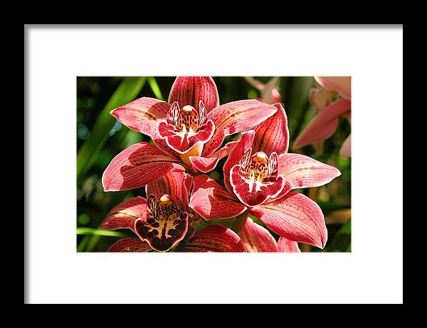 Orchid Framed Print featuring the photograph Orchids #1 by Jane Girardot
