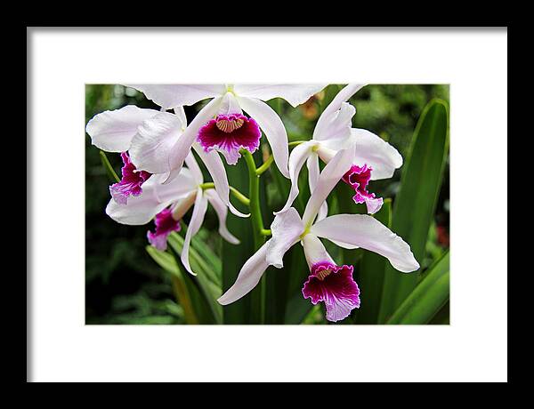 Orchids Framed Print featuring the photograph Orchids by Richard Krebs