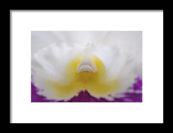 Magenta Framed Print featuring the photograph Orchids by Sue Morris