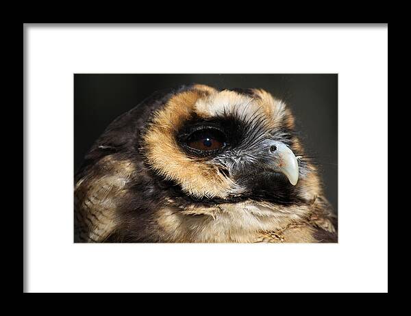 Owl Framed Print featuring the photograph Owl #1 by Paulette Thomas