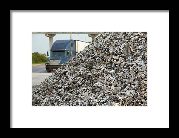 American Oyster Framed Print featuring the photograph Oyster Shells After Processing #1 by Jim West