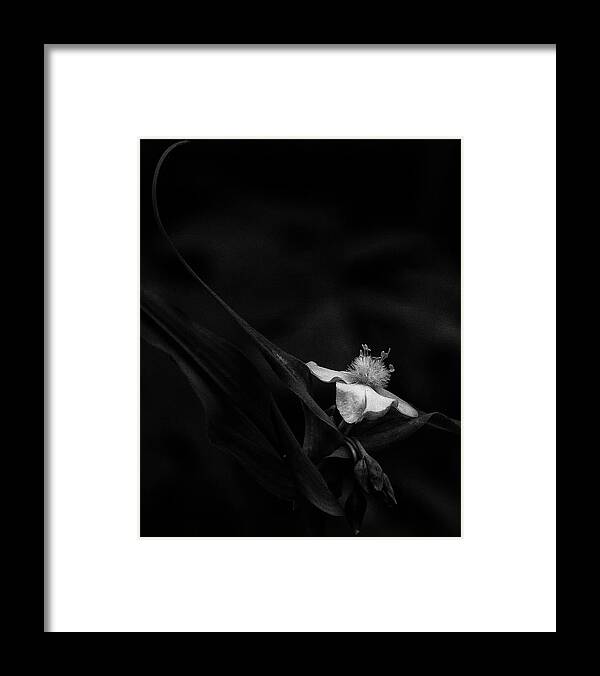 Black And White Framed Print featuring the photograph Ozark Spiderwort Near Broadwater Falls by Michael Dougherty