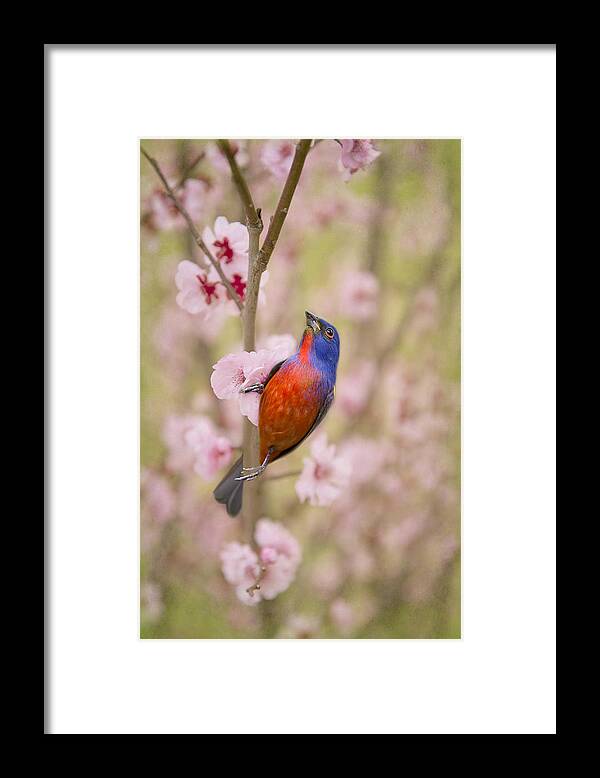 Painted Bunting In Spring Framed Print featuring the photograph Painted Bunting in Spring #1 by Bonnie Barry