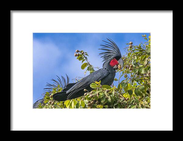D. Parer E. Parer-cook Framed Print featuring the photograph Palm Cockatoo Male Feeding On Nonda #1 by D. Parer & E. Parer-Cook
