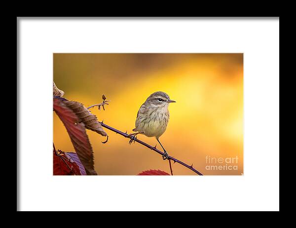 Dendroica Palmarum Framed Print featuring the photograph Palm Warbler #3 by Linda Freshwaters Arndt
