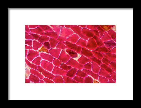 Anthocyane Framed Print featuring the photograph Paprika Pulp Epidermis #1 by Gerd Guenther