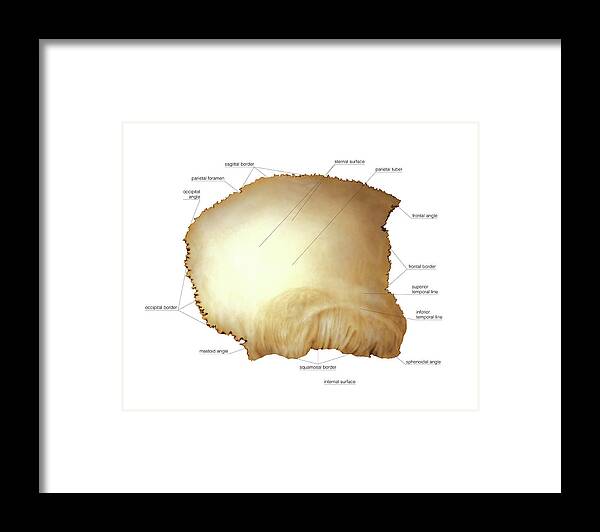 Anatomy Framed Print featuring the photograph Parietal Bone #1 by Asklepios Medical Atlas