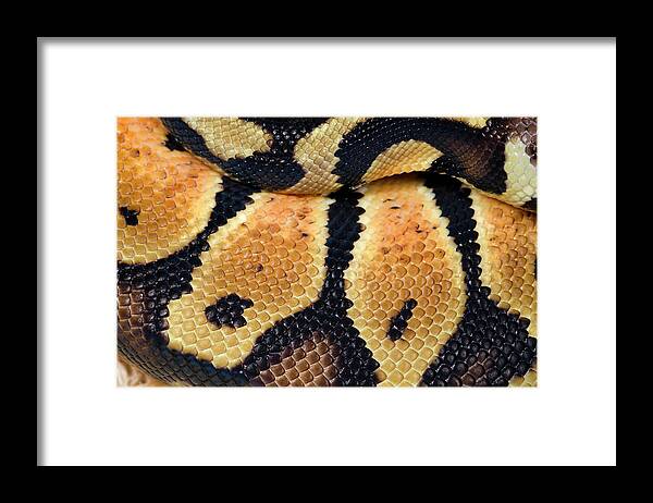 Animal Framed Print featuring the photograph Pastel Royal Python by Nigel Downer