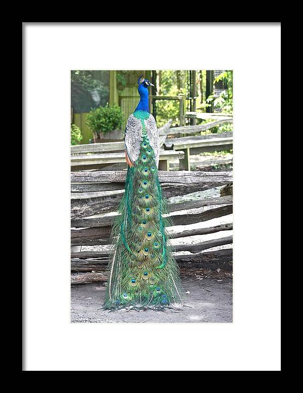 Peacock Framed Print featuring the photograph Peacock Posing on Fence #1 by Jeanne Juhos