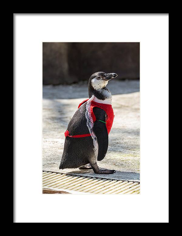 Animal Framed Print featuring the photograph Penguin #1 by Tosporn Preede