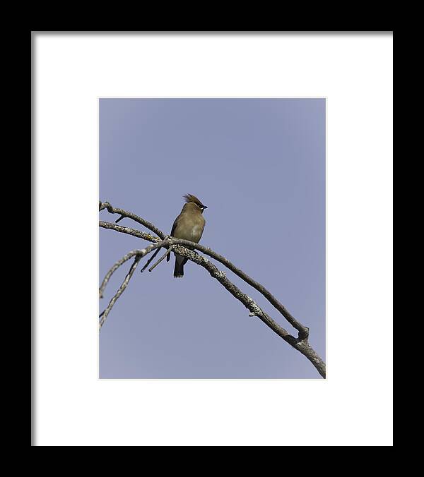 Cedar Waxwing Framed Print featuring the photograph Perched On High #3 by Thomas Young