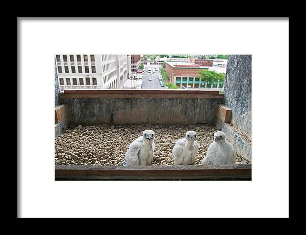 Nobody Framed Print featuring the photograph Peregrine Falcon Chick #1 by Jim West