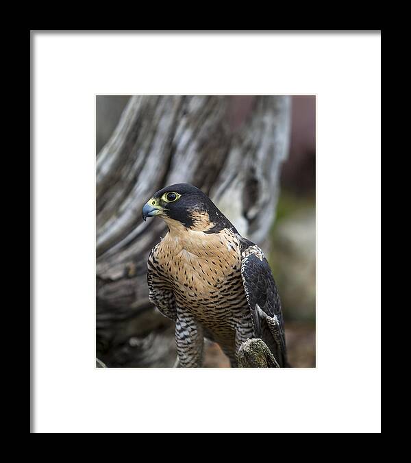 Aerial Framed Print featuring the photograph Peregrine Falcon #1 by Jack R Perry