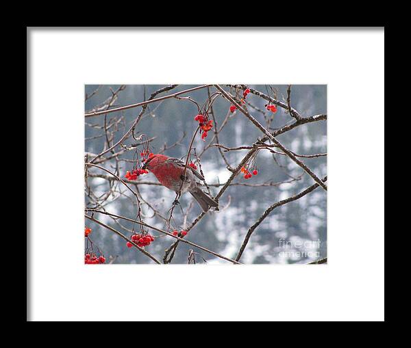 Pine Framed Print featuring the photograph Pine Grosbeak and Mountain Ash #1 by Leone Lund