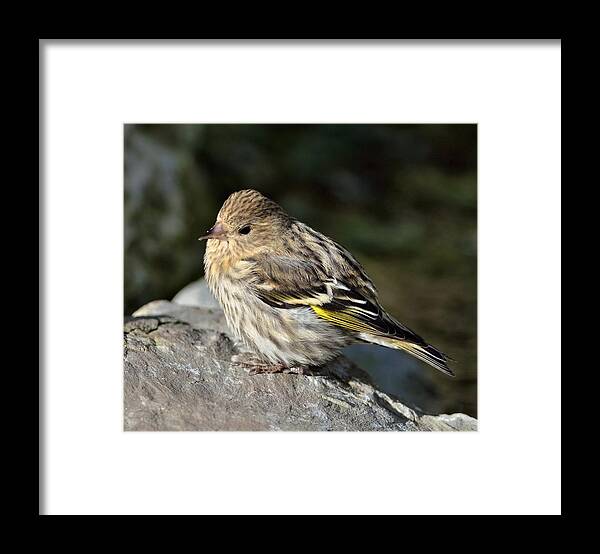 Pine Siskin Framed Print featuring the photograph Pine Siskin #1 by Kathy King